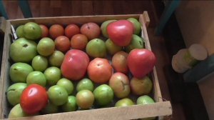 Недозрелые плоды помидоров, перцев и баклажанов успешно дозариваются в теплом помещении.