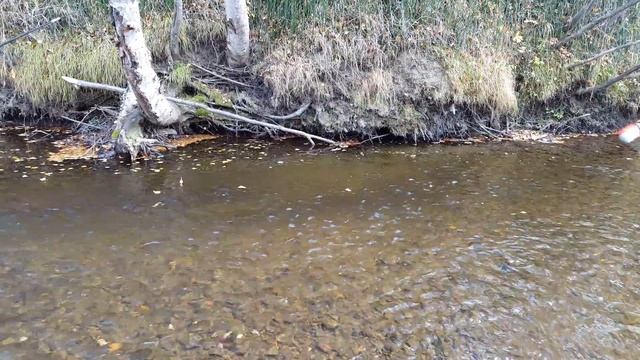 Сахалинская рыбалкаЛовля таймня, мальма,подкаменка смотреть онлайн