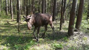 Весна пришла ! Первый выезд в лес