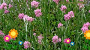 Антеннария двудомная Кошачья лапка. Краткий обзор, описание antennaria dioica koshachia lapka