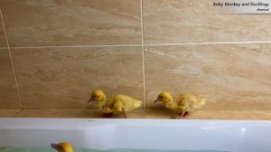 Ducklings swim in the bath