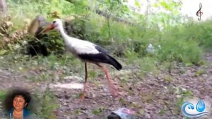 Мы ловили журавля          ВИА Веселые ребята