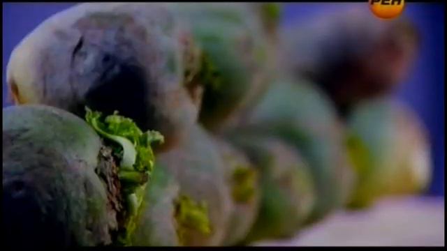 Пища богов от 12.11.2013 г. смотреть онлайн