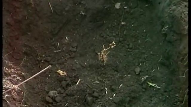 Правильная обрезка винограда в северных районах смотреть онлайн