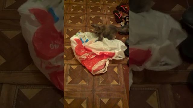 ЖЕСТЬ!КОТ НАПАЛ НА... смотреть онлайн