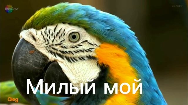Два стихотворения в одной мелодии:"Мужчина любимый" и "Милый мой" немного шуточное, но со смыслом. смотреть онлайн