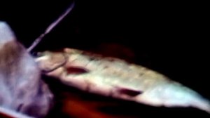 1989 год. Тюменская область. Рыбоохрана ловит браконьеров