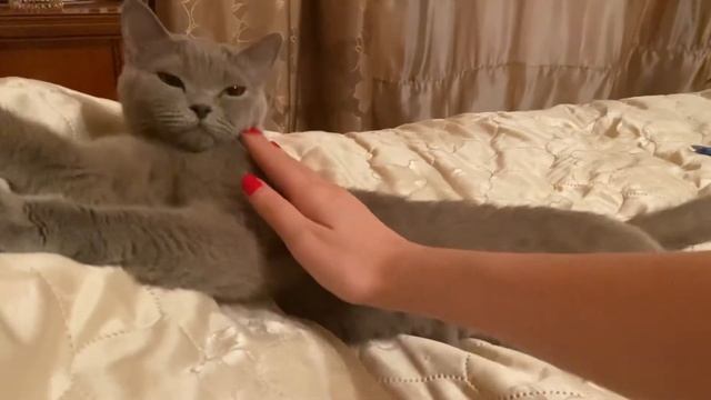 Моя красивая британская кошка 2 видео #британскаякошка #видеоскотами #британскийкот