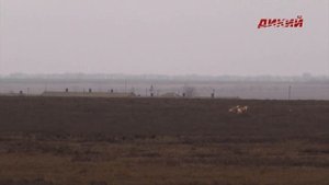 Русская псовая борзая. Собака на охоте.