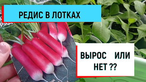 РЕДИС В ЛОТКАХ.ВЫРОС ИЛИ НЕТ?#редис#редиспосадкавлотках#редис_посадка#редискавыращивание#редисдома#р