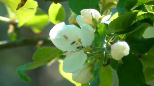 Цветущий лес: первые дни лета в березовой роще. Видеозарисовка. Летний этюд.