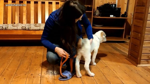(Урок с Удачей 5) Как приучить щенка к поводку. Начальный этап