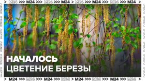 Аллергиков предупредили о цветении березы в Москве - Москва 24
