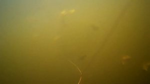 подводная охота в мутной воде