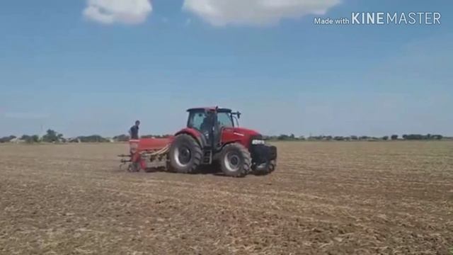 Посев озимого чеснока Любава Таврійська