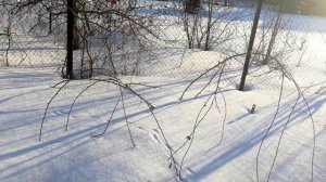 Кумберленд, чёрная малина, как зимует в Омске