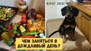 Чем заниматься в дождливые ноябрьские дни? Влог 2021