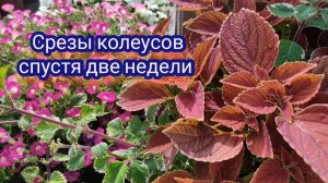 Срезы колеусов из посылки укоренились. Что делаю дальше и как сохраняю колеусы зимой.