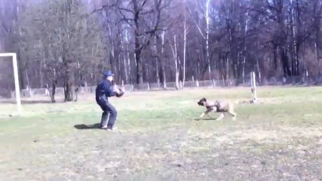 Кане Корсо Эксклюзив-Н Обеликс , занятия по ЗКС смотреть онлайн