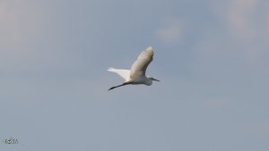 Стая белых цапель в полёте