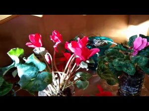 Обзор моих цикламенов перед отъездом.