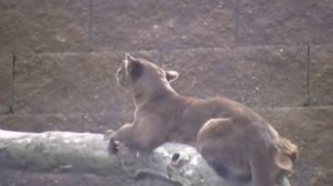 FOSSA - Amazing Predator