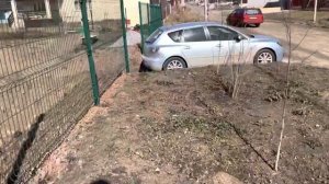 Как отличить саженец кедра от сосны