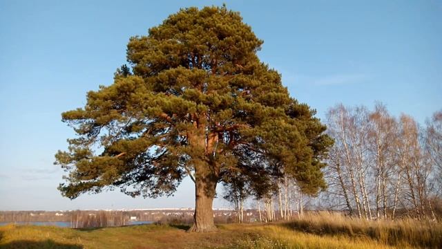 Уникальная сосна у деревни Становщиково ( г.Кострома ) Клад Спепана Разина!