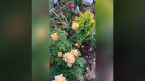 Голден Селебрейшен - один из изумрудов в коллекции Дэвида Остина