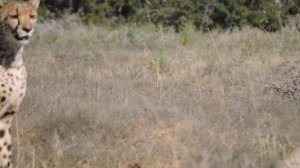 Cheetah vs GIANT Lizard