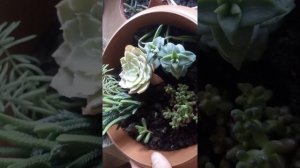 echeveria crassula prensesçamı ve sedum albüm ile yaptığım aranjman ve bakımı