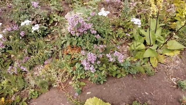 За душицей(матрешкой) смотреть онлайн