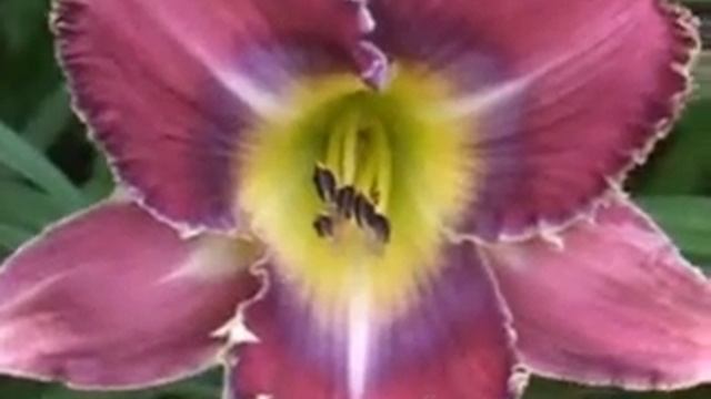 Лилейник daylily SUBTLE KNIFE смотреть онлайн