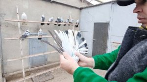 Николаевские голуби Пеева Андрея и Пеева Ивана