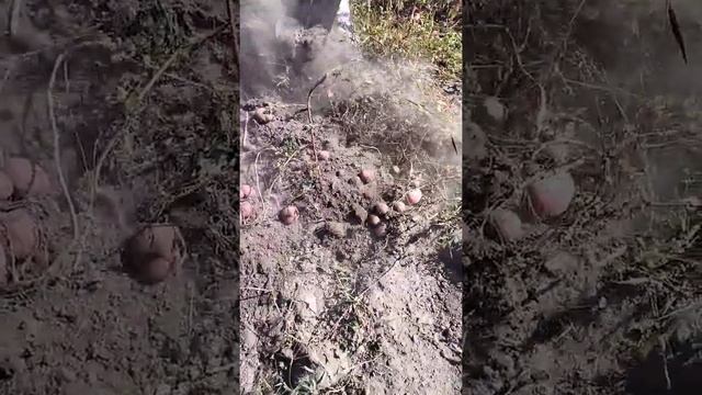 Урожай картофеля 2021 год!!!! смотреть онлайн