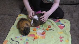 ХОМКИ. ДОМАШНИЕ ЖИВОТНЫЕ. Где едят морских свинок?