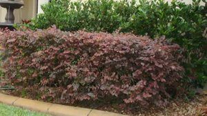 Loropetalum Shrubs - www.BrighterBlooms.com