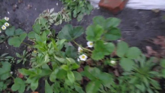 Клубника після зими. Квітне і вяжеться: Альбіон, Тельма, Сельва, Гігантелла. Обзор 28,04,2016р. смотреть онлайн