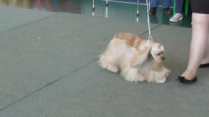 Американский кокер спаниель, выставка собак