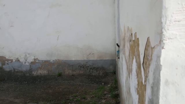 Кошки в городе Буй смотреть онлайн