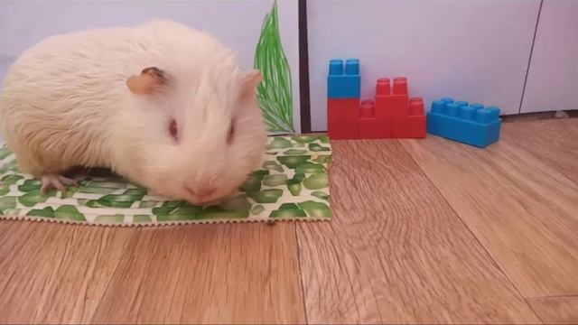 Как ухаживать за морской свинкой , и чем ей можно питаться. смотреть онлайн