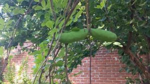 Экзотический фрукт - Акебия.