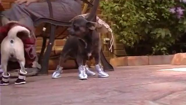 Обувь для Чихуа Хуа смотреть онлайн