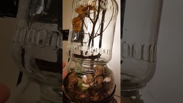 Как вымыть террариум-банку, не потревожив улиток. Лимиколярия и её террариум | Дети Алоэ | Deti Alo смотреть онлайн