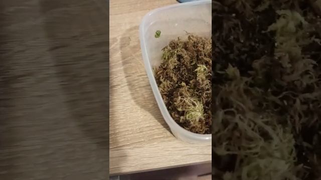 Как я ухаживаю за своими улитками смотреть онлайн