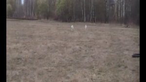 Испытание машинки для собачьих бегов и курсинга.