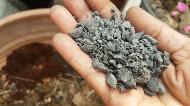 🔴Camelia /Azalea repotting -बिना मिट्टी की बनायें Potting Mix / Azalea / Camelia Care & Growing Tip смотреть онлайн