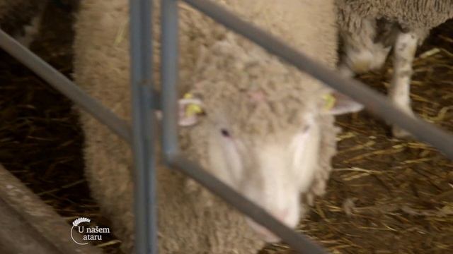 Sta raditi kada ovca ojagnji petorke, farma ILe de France ovaca u Despotovu - U nasem ataru 887 смотреть онлайн