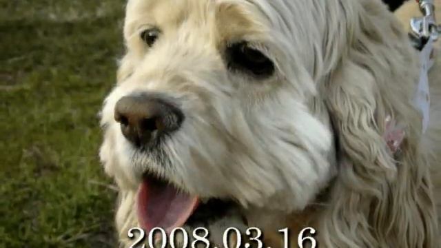 bappo's memories for 10years part2 смотреть онлайн