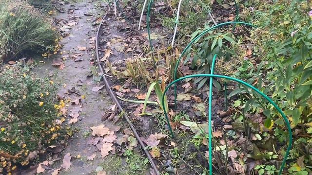 Укрепили каркас теплицы от снегопадов, подготовили плетистую розу к укрытию. смотреть онлайн